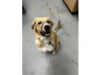 Adopt BEAR a Great Pyrenees / Golden Retriever / Mixed dog in Midwest City