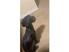 Adopt Smokey a Black - with White Maltipoo / Poodle (Miniature) / Mixed dog in