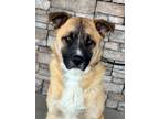 Adopt Curtis a Tan/Yellow/Fawn Shepherd (Unknown Type) / Mixed Breed (Medium) /