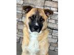 Adopt Curtis a Tan/Yellow/Fawn Shepherd (Unknown Type) / Mixed dog in Yakima