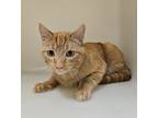 Adopt Marmalade a Orange or Red Domestic Shorthair / Domestic Shorthair / Mixed