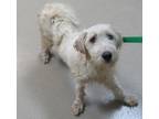 Adopt 5/18/24 a Tan/Yellow/Fawn Poodle (Standard) / Mixed dog in Wichita Falls