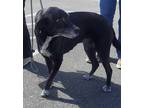 Adopt Rush a Black Border Collie / Labrador Retriever / Mixed (short coat) dog