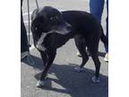 Adopt Rush a Black Border Collie / Labrador Retriever / Mixed dog in Silver
