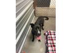 Adopt Mia a Black Labrador Retriever / Mixed dog in Alvarado, TX (41464812)