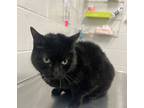 Adopt Perfect Pepper a All Black Domestic Shorthair / Domestic Shorthair / Mixed