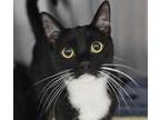 Adopt Ani a All Black Domestic Shorthair / Domestic Shorthair / Mixed cat in