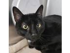 Adopt Korra a All Black Domestic Shorthair / Domestic Shorthair / Mixed cat in