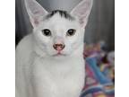 Adopt Jazz a White Domestic Shorthair / Domestic Shorthair / Mixed cat in Santa