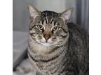 Adopt Kermit a Brown Tabby Domestic Shorthair / Mixed Breed (Medium) / Mixed