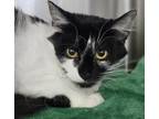 Adopt Dolly a White Domestic Longhair / Domestic Shorthair / Mixed cat in Santa