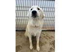 Adopt 55922753 a White Great Pyrenees / Mixed dog in Bryan, TX (41465030)