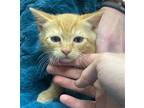 Adopt Ravioli a Orange or Red Domestic Shorthair / Mixed cat in Rockwall