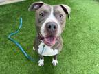 Adopt BILLY a Pit Bull Terrier