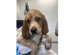 Adopt Finley a Bluetick Coonhound / Mixed dog in Oxford, NC (41463794)