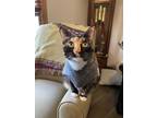 Adopt Kiki a Tortoiseshell Calico / Mixed (short coat) cat in Charlotte