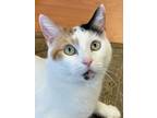 Adopt Shayna a Calico or Dilute Calico Domestic Shorthair (short coat) cat in