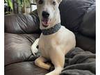 Adopt Lucy a Greyhound / Mixed dog in Kansas City, MO (41464934)