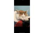 Adopt Beau a Orange or Red Domestic Shorthair / Mixed (short coat) cat in