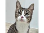 Adopt Igmu a Domestic Shorthair cat in Yankton, SD (41324256)