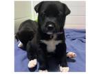 Adopt Rey a Akita / Mixed dog in Silver Spring, MD (41464923)