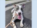 Adopt BOOGIE a Pit Bull Terrier