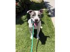 Adopt BOOGIE a Pit Bull Terrier