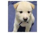 Adopt Wampa a Akita / Mixed dog in Silver Spring, MD (41464922)