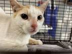 Adopt A2137982 a Domestic Short Hair