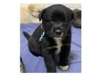 Adopt Lando a Akita / Mixed dog in Silver Spring, MD (41464921)