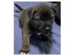 Adopt Jango a Akita / Mixed dog in Silver Spring, MD (41464920)