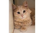 Adopt Uni a Tan or Fawn Domestic Mediumhair / Domestic Shorthair / Mixed cat in