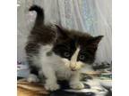 Adopt Champion a White Domestic Shorthair / Domestic Shorthair / Mixed cat in