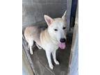 Adopt Arez a White Husky / German Shepherd Dog / Mixed (short coat) dog in