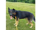 Adopt Goose a Black German Shepherd Dog / Mixed dog in Anderson, SC (41174697)