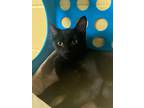Adopt La a All Black Domestic Shorthair / Domestic Shorthair / Mixed cat in