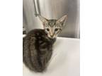Adopt Hili a Gray or Blue Domestic Shorthair / Domestic Shorthair / Mixed cat in