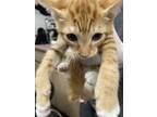 Adopt Harlow a Orange or Red Domestic Shorthair / Mixed Breed (Medium) / Mixed