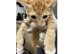 Adopt Harlow a Orange or Red Domestic Shorthair / Domestic Shorthair / Mixed cat
