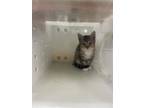 Adopt Hoku a Gray or Blue Domestic Shorthair / Domestic Shorthair / Mixed cat in