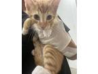 Adopt Hugo a Orange or Red Domestic Shorthair / Domestic Shorthair / Mixed cat
