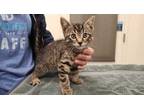 Adopt P-body a Brown or Chocolate Domestic Shorthair / Domestic Shorthair /