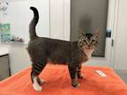 Adopt Totally Kyle! a Brown or Chocolate Domestic Shorthair / Domestic Shorthair