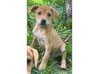 Adopt George a Tan/Yellow/Fawn Terrier (Unknown Type, Medium) / Labrador