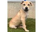 Adopt Jerry a Tan/Yellow/Fawn Terrier (Unknown Type, Small) / Mixed dog in