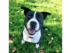 Adopt Burney a Pit Bull Terrier