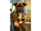 Adopt Socks a Brindle Mutt dog in New York, NY (41464913)