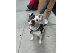 Adopt Ducky a Mutt dog in New York, NY (41464909)