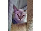 Adopt Helicopter a Siamese / Mixed cat in Stouffville, ON (41464908)