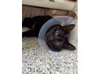 Adopt Goliath a Domestic Shorthair / Mixed cat in Stouffville, ON (41464907)
